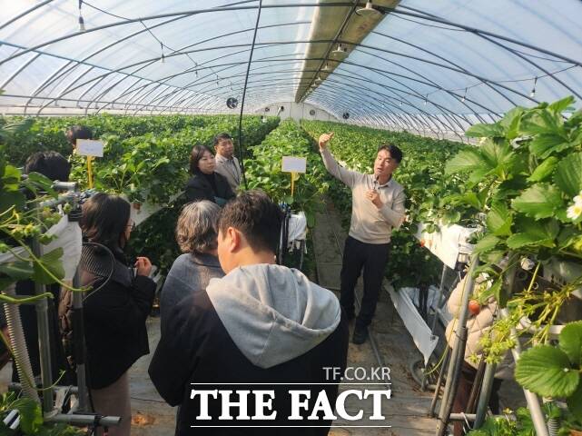 논산시가 지난 10일 농업기술센터 교육관과 관내 재배 농가에서 딸기 LED 적용 다단재배 기술보급 시범사업 현장설명회를 열었다. /논산시
