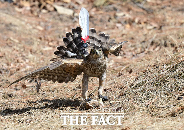 다래가 먹잇감을 제압한 뒤 날개와 꼬리깃을 한껏 펼쳐 들어 기세등등한 모습을 보이고 있다.