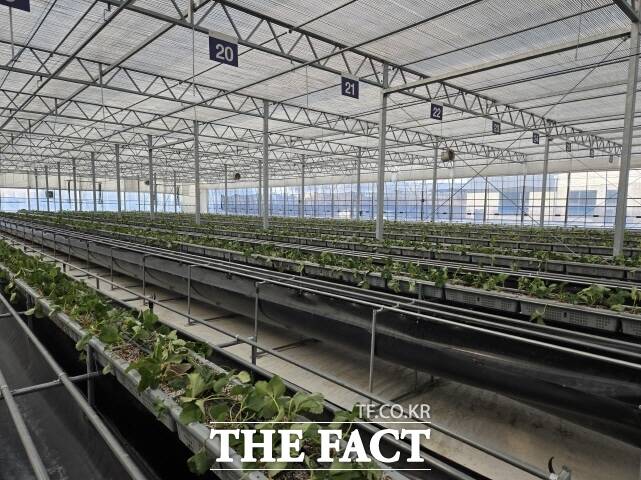 딸기우량묘 정식 시설 /논산시