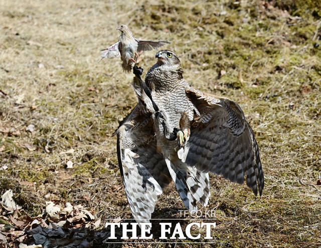 참매 다래가 매섭게 날아들어 메추리를 사냥하고 있다. 매를 부드럽게 쓰다듬는데서 생긴 매만지다, 부드럽고 반들거리는 매의 느낌에서 비롯된 매끄럽다, 매의 눈빛처럼 날카롭다는 뜻의 매섭다, 매가 꿩을 낚아챌 때의 사나운 모습의 매몰차다, 매가 다리에 줄이 묶인 채 날아가려고하다 거꾸로 뒤집어지는 모습의 매달다 등 매에서 비롯된 우리말은 다양하다.