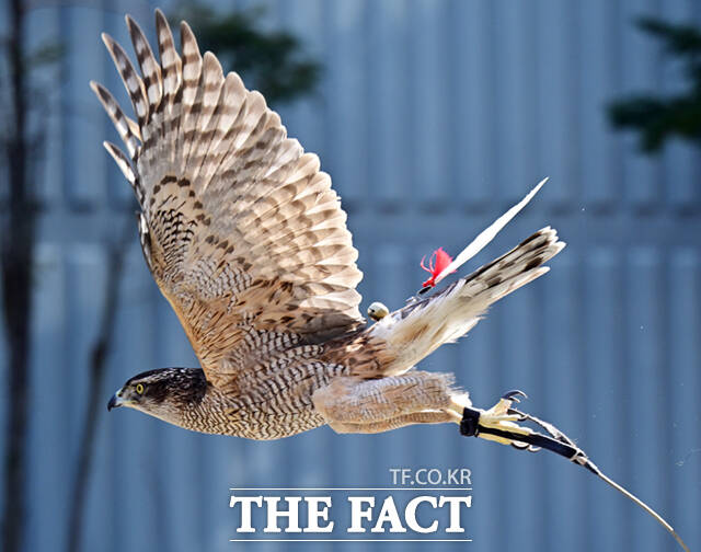 남한산성 올라가 이화문전 바라보니 수진이 날진이 해동청 보라매 떴다 김세레나의 노래 남한산성의 가사말이다. 수지니(새끼 때부터 집에서 사람의 손으로 길들인 매), 날지니(야생 매), 해동청(海東靑, 수지니 중 깃털에 푸른빛이 나는 것), 송골매(수지니 중 깃털색이 흰 것), 보라매(난 지 1년이 안 된 새끼를 잡아 길들여서 사냥에 쓰는 매)는 모두 매를 일컫는 말이다.