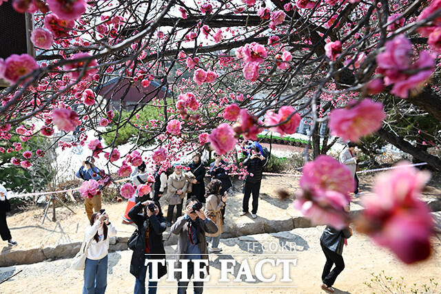 낮 최고기온이 12도를 기록한 12일 오후 서울 강남구 봉은사를 찾은 시민들이 활짝 핀 홍매화를 사진으로 담고 있다. /김성렬 기자