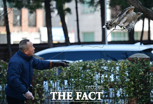 이 씨가 매를 근처 나무로 날렸다가 팔에 돌아와 앉으면 먹이를 주는 날밥 훈련을 하고 있다.