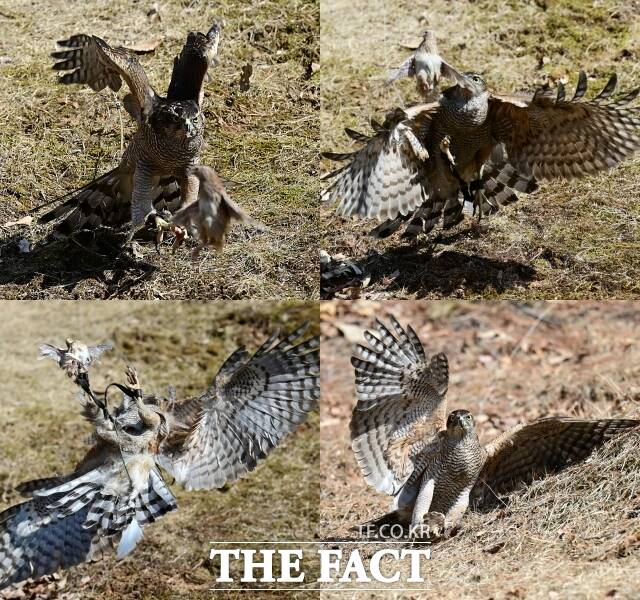 이 씨가 사육한 메추리를 이용해 매사냥을 선보였다. 다래가 매섭게 날아들어 단숨에 메추리를 제압했다.