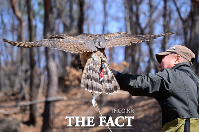 그는 3년간 매사냥 교육을 받고 이수심사와 시험을 거쳐 2013년 국가유산청(구 문화재청)에 ‘매사냥 이수자’로 등록됐다. 이 과정을 거쳐야 천연기념물인 매를 포획, 사육할 권한이 생긴다.