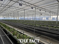  논산시농업기술센터, 고품질 딸기 생산 위한 우량묘 정식완료