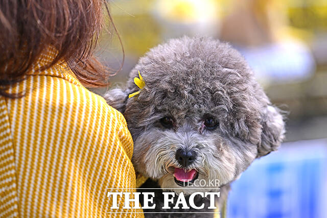 반려견이 주인 품에서 봄나들이를 즐기고 있다./더팩트DB