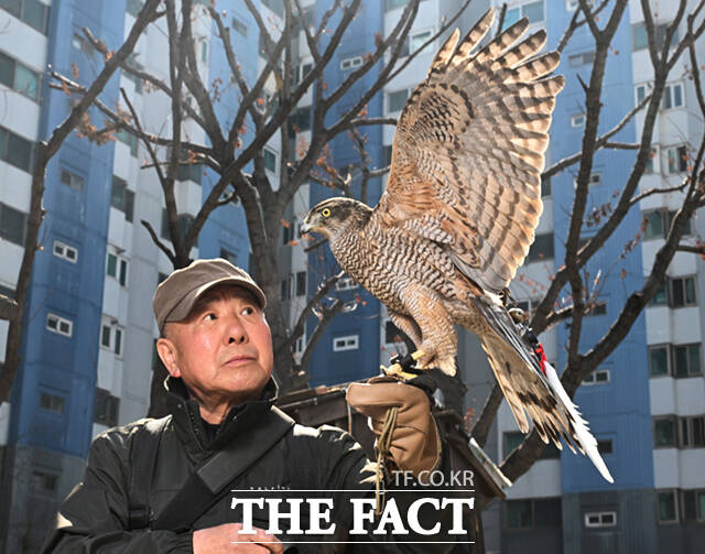 서울에서 유일한 매사냥 이수자인 이옥천 씨가 12일 서울 도봉구 자신의 집 앞 공원에서 참매 다래와 포즈를 취하고 있다. /이새롬 기자
