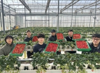  쿠팡, 인구감소지역 딸기 3000톤 매입…판로 끊긴 지방 농가 살린다