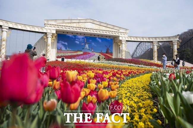 형형색색 튤립이 펼쳐진 에버랜드 인피니티 튤립가든. /에버랜드