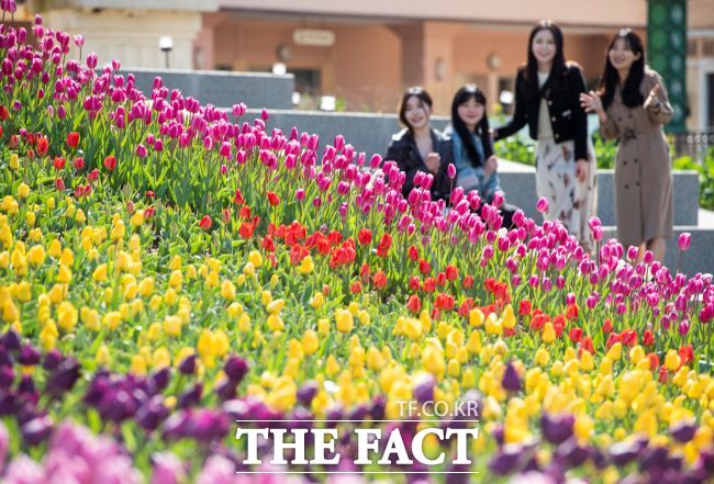 화사한 튤립이 끝없이 펼쳐진 에버랜드 인피니티 튤립가든. /에버랜드