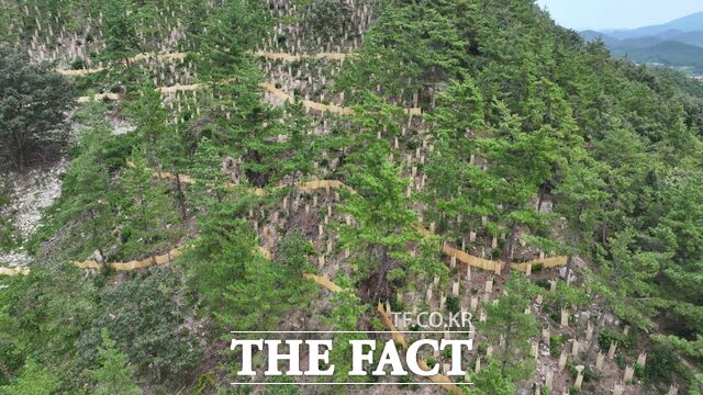 지난해 완도군에서 추진한섬 숲 경관 복원 사업 대상지인고금면 청용리 산 전경 /완도군