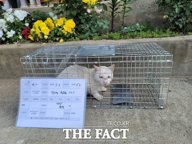 포획된 길고양이 /부여군