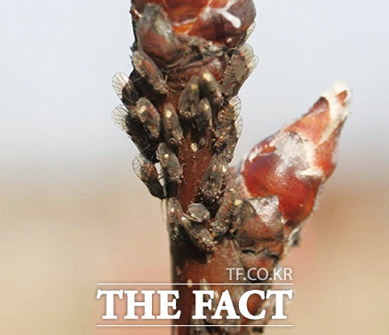 대표적인 배 월동 해충인 배나무이 모습. /나주시