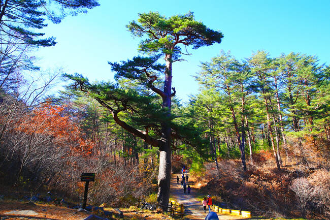 울진 대표 트레킹 코스인 금강소나무 숲. /울진군