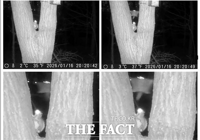 성남시 영장산 일대 무인센서 관찰카메라에 포착된 하늘다람쥐 활공 장면. /성남시