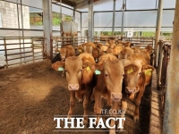  경기도, 46억 원 규모 '2026 경기한우명품화사업' 추진