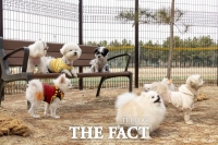  대전시 대덕구, 덕암야구장 반려동물 놀이터 개장