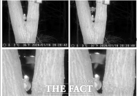  성남시 영장산, 멸종위기종 '하늘다람쥐' 서식 확인…카메라에 활공 장면 포착