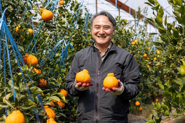 쿠팡은 제주조합공동사업법인(이하 제주조공)과 대규모 만감류 할인 행사를 연다. /쿠팡