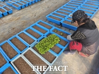  금산군농업기술센터, 봄맞이 하천 데크길 경관 조성 꽃묘 정식 박차