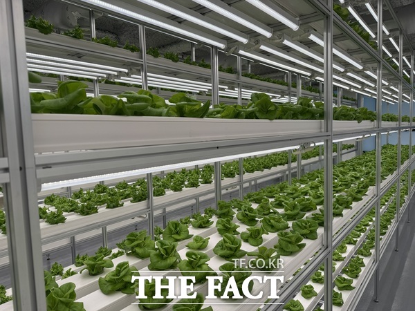 대전 도심형 스마트팜 그린에스텍 내부 전경. /대전시