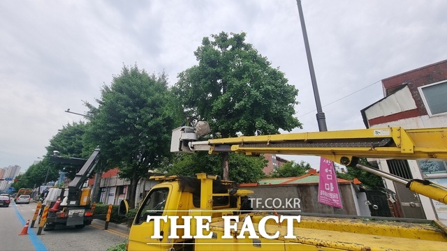 광주시 서구 관계자가 가로수 유지관리를 실시하고 있다. /광주시 서구