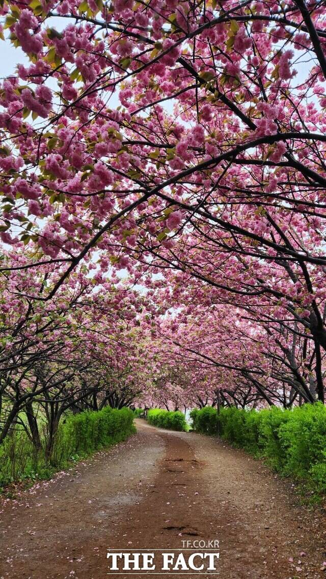 전주시 완산공원 꽃동산. /전주시