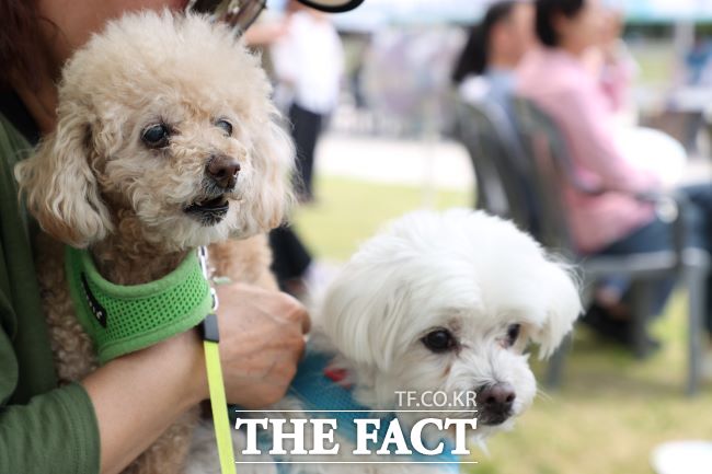 폐기물관리법에 따르면 개와 고양이 등 동물 사체는 폐기물로 규정한다. 이에 동물 사체는 종량제 봉투에 담아 생활폐기물로 배출하거나, 동물병원에 맡겨 의료폐기물로 처리해야 한다. 동물 사체를 매장하거나 소각할 경우 100만원 이하 과태료가 부과될 수 있다./ 더팩트DB