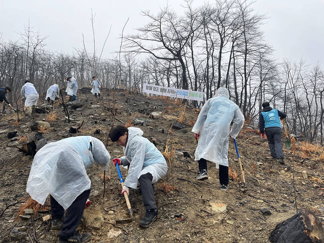 한전MCS 경북지사와 도내 12개 지점 임직원들이 안동 산불피해 벌채지에서 나무를 심고 있다. /한전MCS 경북지사