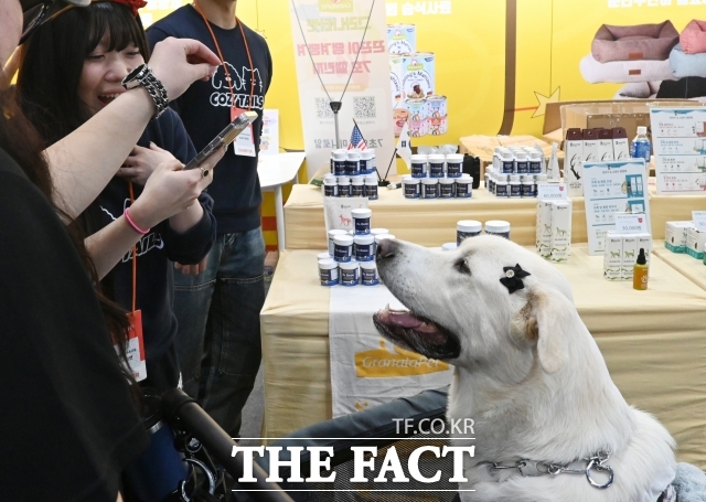 19일 식품의약품안전처(식약처)는 반려동물 동반출입 음식점 제도의 안정적 정착을 지원하기 위해 예방접종 확인 방법 및 식탁 간격 기준 등을 보다 명확히 하여 편의성을 높인다고 밝혔다. 사진은 2025년 11월 23일 국내 최대 규모의 반려동물산업박람회 '2025 메가주 일산'이 경기 고양시 킨텍스 제1전시장에서 열린 모습. / 이새롬