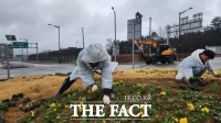  금산군 금성면, 봄꽃 팬지 식재로 국토공원화 사업 본격화