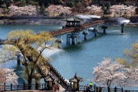  안동시, 벚꽃축제 앞두고 상춘객 맞이 '총력'