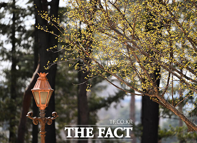 절기상 낮과 밤의 길이가 같은 춘분인 20일 오후 서울 여의도 국회에 산수유가 만개해 있다. /국회=박헌우 기자