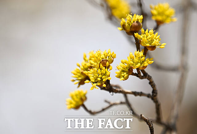 절기상 낮과 밤의 길이가 같은 춘분인 20일 오후 서울 여의도 국회에 산수유가 만개해 있다. /국회=박헌우 기자