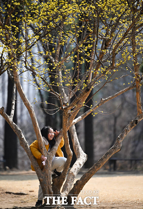 절기상 낮과 밤의 길이가 같은 춘분인 20일 오후 서울 여의도 국회에 산수유가 만개해 있다. /국회=박헌우 기자