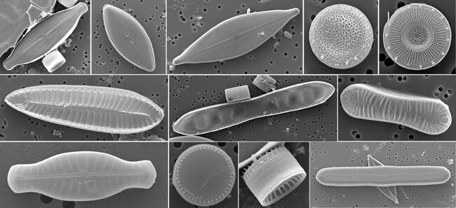 우포늪의 탄소 저장에 중요한 역할을 하는 다양한 돌말류. /국립낙동강생물자원관