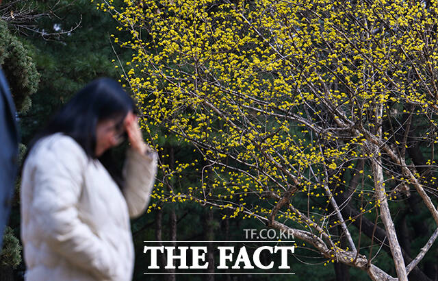 절기상 낮과 밤의 길이가 같은 춘분인 20일 오후 서울 여의도 국회에 산수유가 만개해 있다. /국회=박헌우 기자