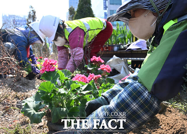 서울 시청광장 일대에서 관계자들이 봄꽃을 식재하고 있다.