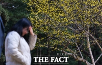  절기 춘분 '만개한 산수유' [TF사진관]