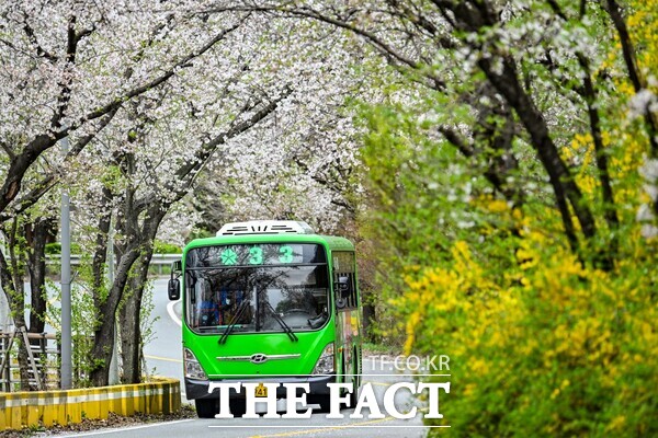 지난해 벚꽃이 만개한 산서로 모습. /대전시 중구