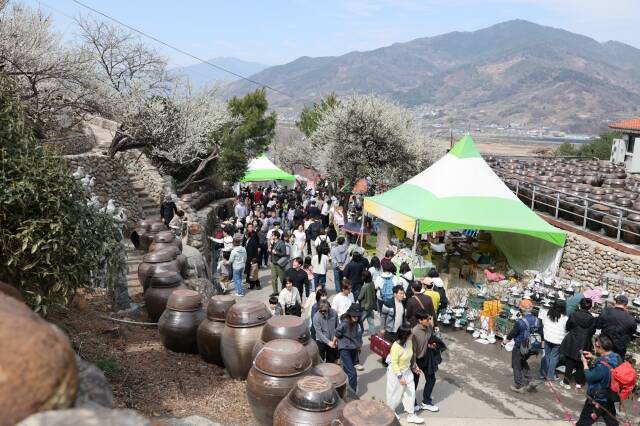 광양매화축제를 찾은 관광객들. /광양시