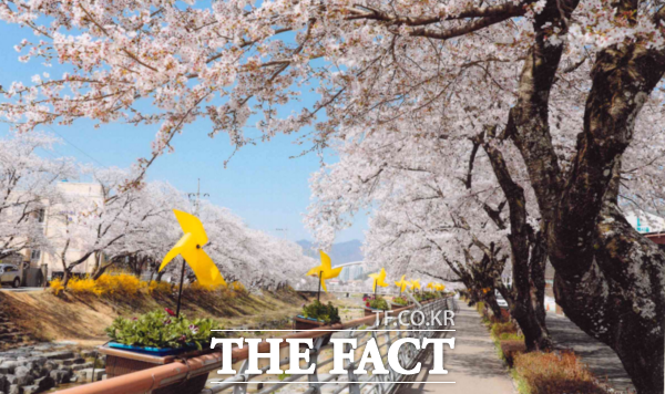 지난해 금산천 일대에 만개한 봄꽃의 모습. /금산군