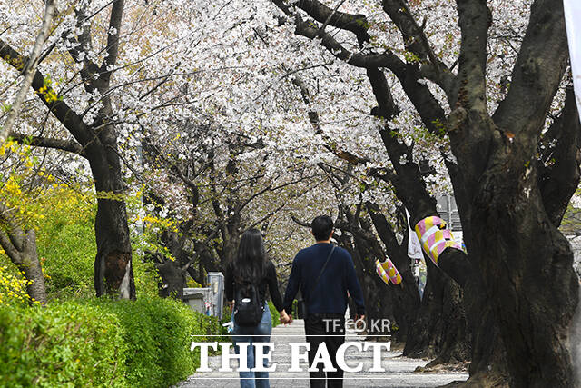 서울 자치구들이 벚꽃 개화 시기를 맞아 축제, 체험행사 등을 개최하고 있다. /서예원 기자