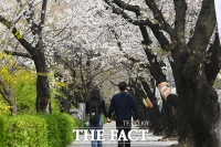  봄바람 휘날리며…서울 곳곳 벚꽃축제 '개봉박두'