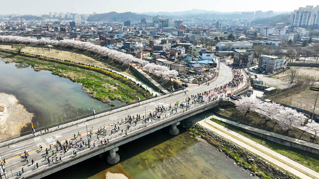 2024년 열린 영주소백산마라톤대회 참가자들이 벚꽃이 만개한 영주시가지를 달리고 있다. /영주시