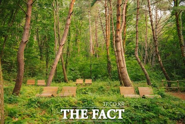 합천 오도산 치유의 숲이 문화체육관광부와 한국관광공사가 주관하는 우수 웰니스 관광지 88선에 재지정 됐다. /합천군