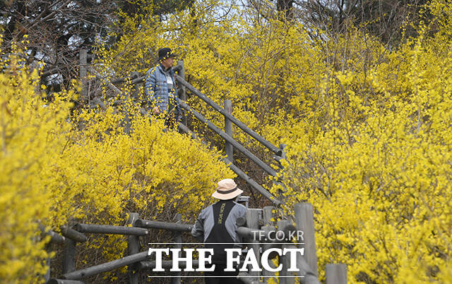 낮 최고기온이 17도까지 오른 24일 오후 서울 성동구 응봉산을 찾은 한 시민이 개나리를 바라보고 있다. /박상민 기자