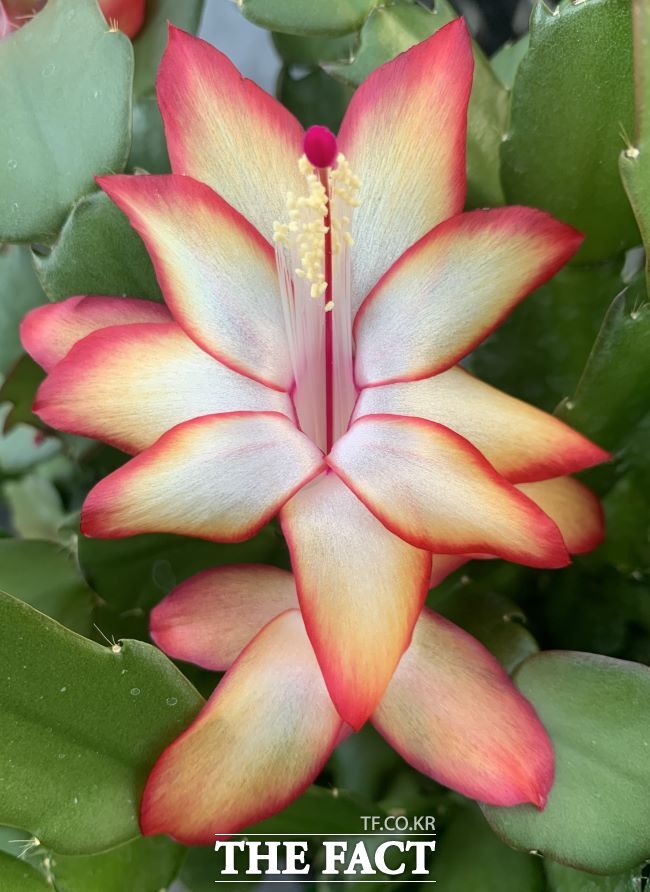 듀얼라벨. /경기도농업기술원