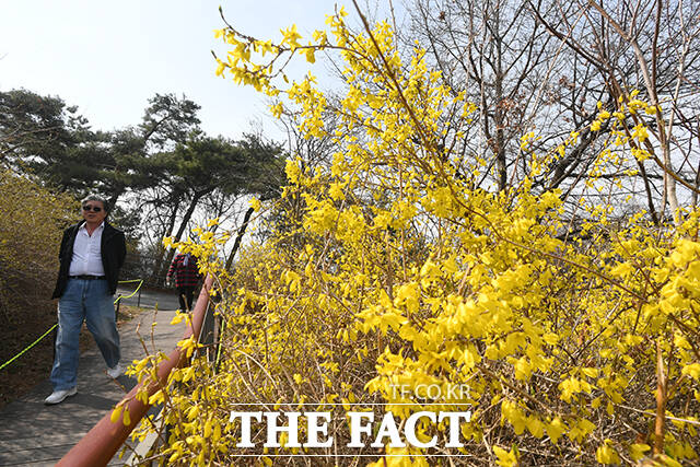 낮 최고기온이 17도까지 오른 24일 오후 서울 성동구 응봉산을 찾은 한 시민이 개나리를 바라보고 있다. /박상민 기자